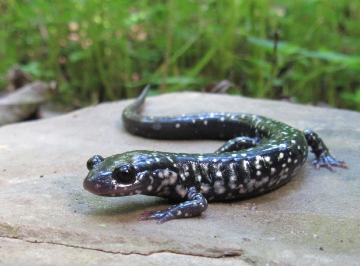 Slimy Salamander